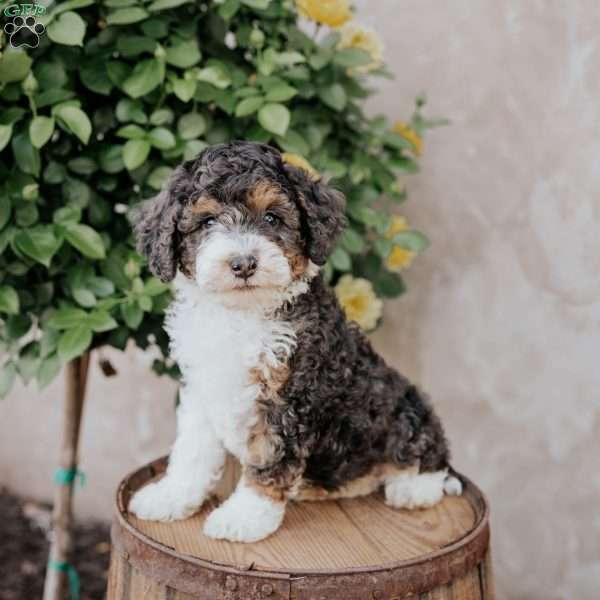Silas, Mini Bernedoodle Puppy